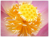 Anti Acne Lotus Stamen Extract Raw Materials